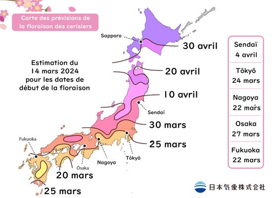 Calendrier 2024 de la floraison des cerisiers