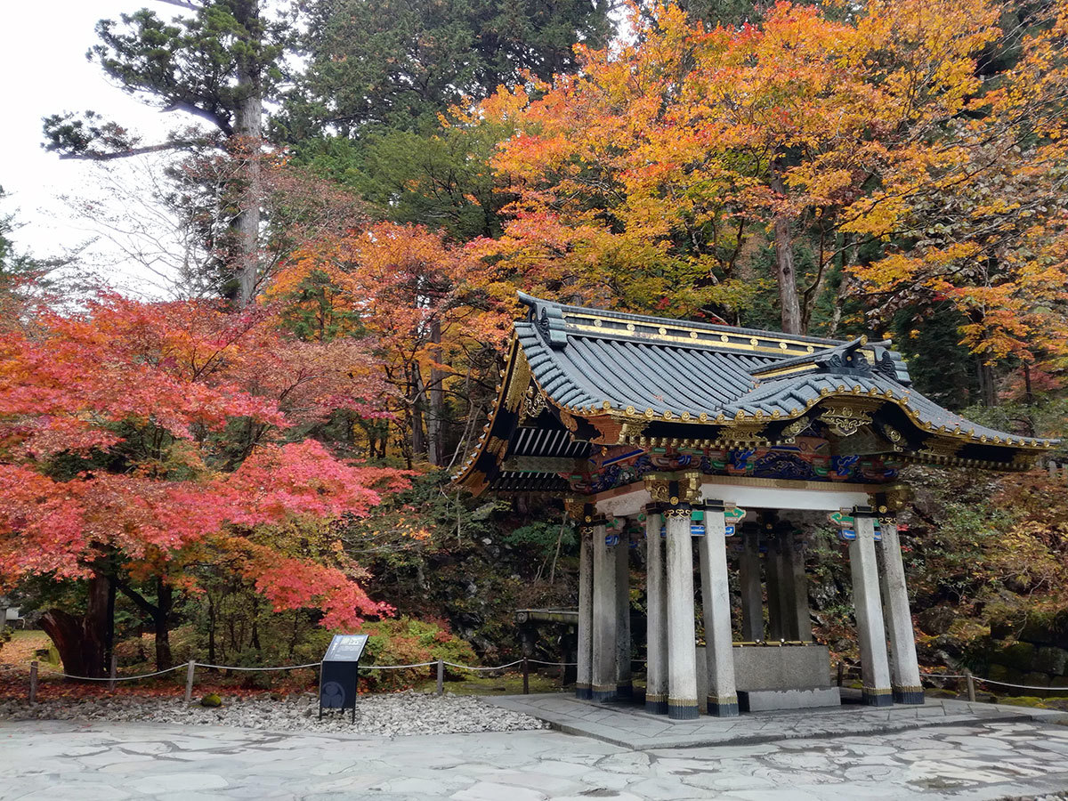 Top du Japon : Kôyô, rougissement des érables et des ginkgo