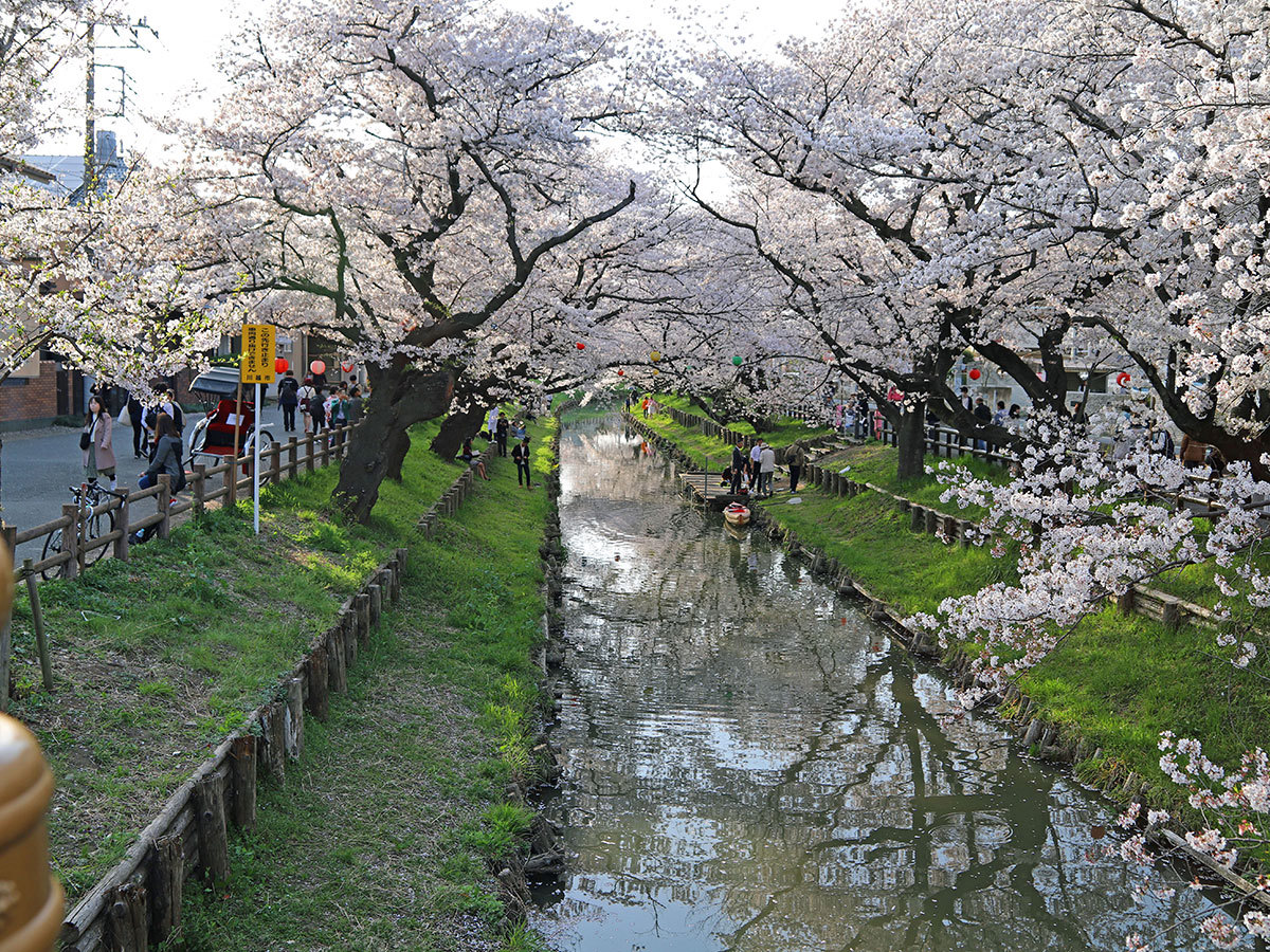 Top du Japon : Hanami, les cerisiers en fleur