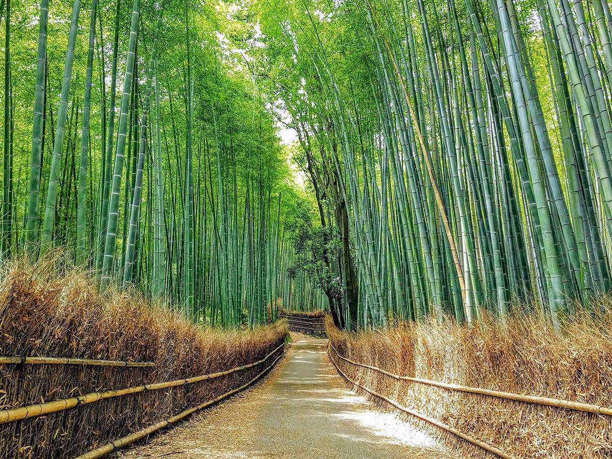 La forêt de bambous d'Arashiyama